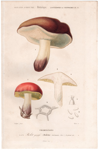 Mushroom Champgnon